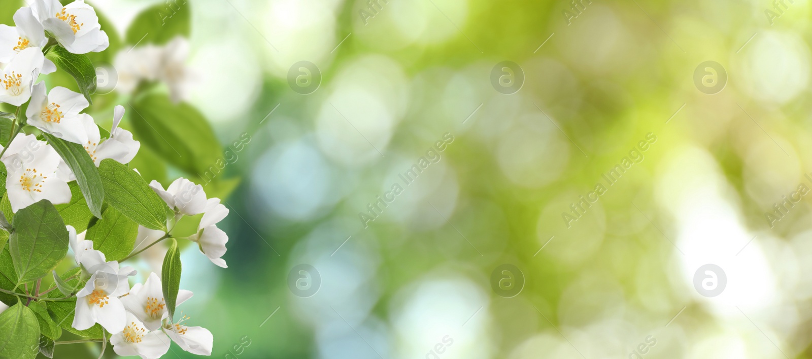Image of Beautiful white flowers of jasmine plant outdoors on sunny day, banner design. Bokeh effect 