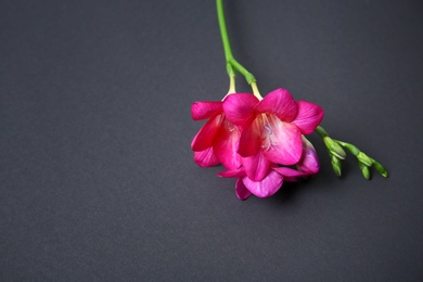Beautiful freesia on dark background Photo of Beautiful freesia on dark background