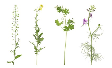 Collection of different beautiful wild plants on white background Image of Collection of different beautiful wild plants on white background