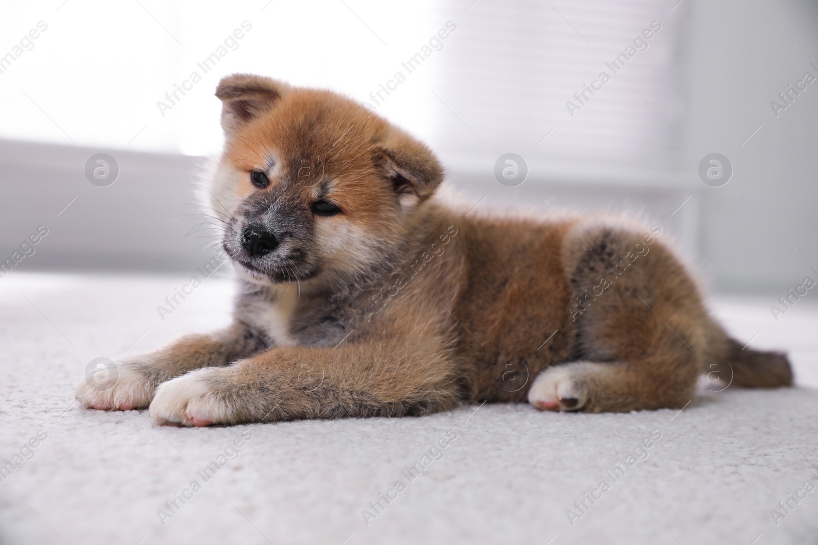 Adorable Akita Inu puppy on carpet indoors Photo of Adorable Akita Inu puppy on carpet indoors