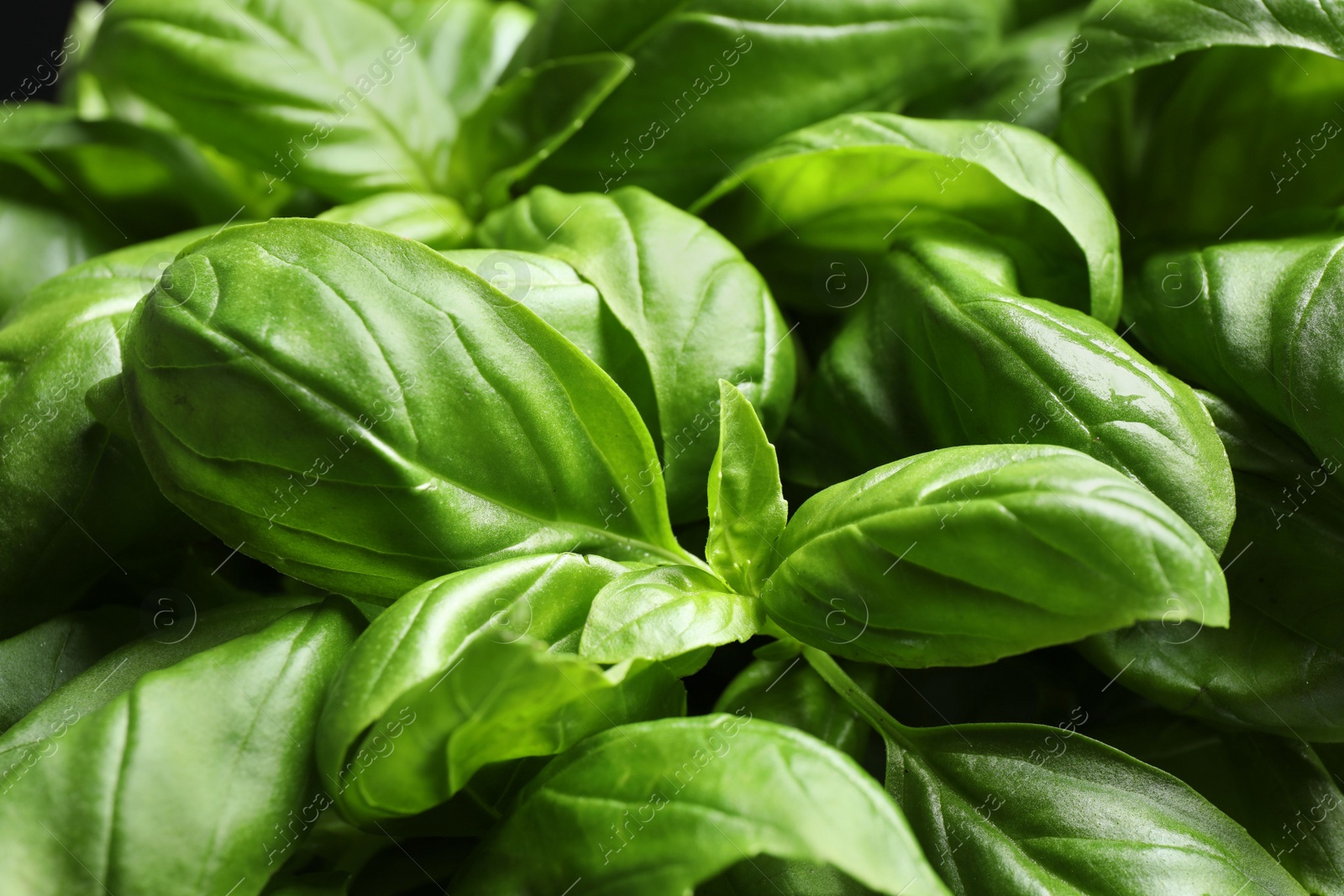 Fresh basil leaves as background, top view Photo of Fresh basil leaves as background, top view