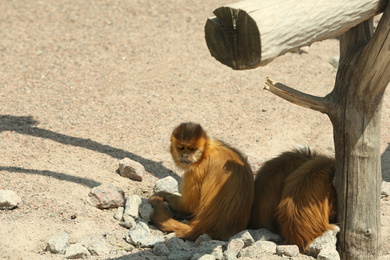 Photo of Cute capuchin monkeys at enclosure in zoo on sunny day