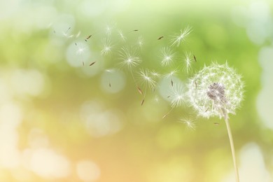 Beautiful fluffy dandelion and flying seeds outdoors on sunny day Image of Beautiful fluffy dandelion and flying seeds outdoors on sunny day