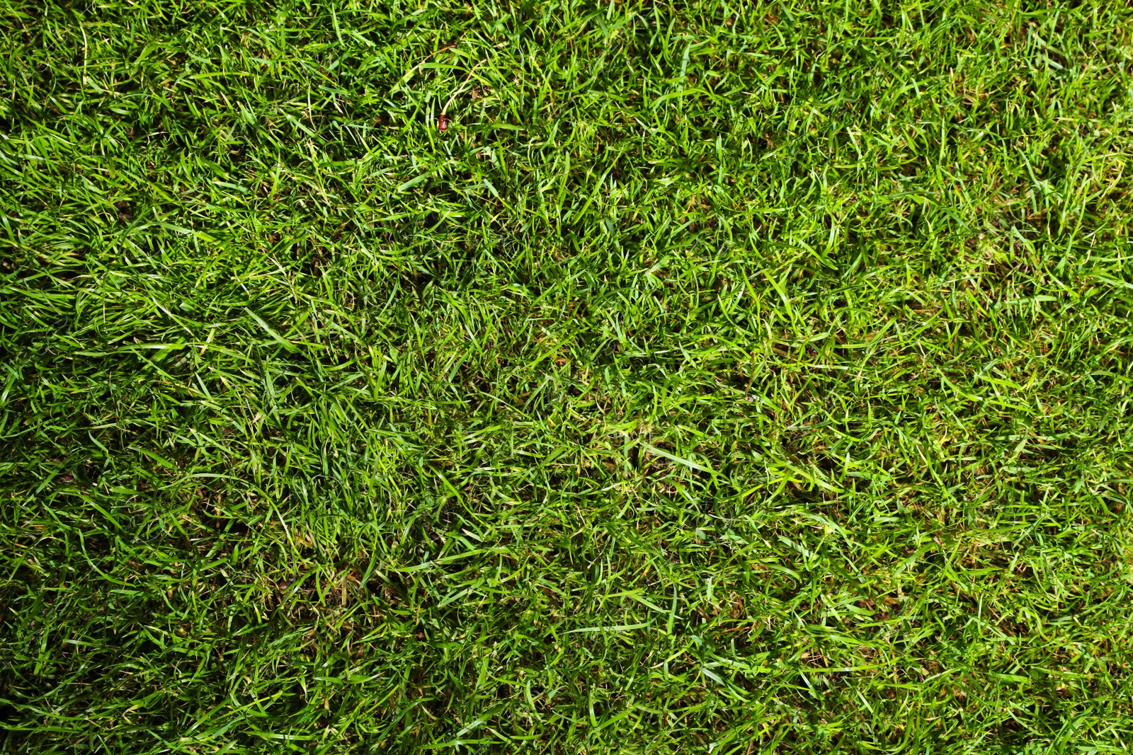 Green lawn with fresh grass as background, closeup Photo of Green lawn with fresh grass as background, closeup