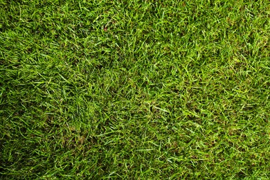 Photo of Green lawn with fresh grass as background, closeup