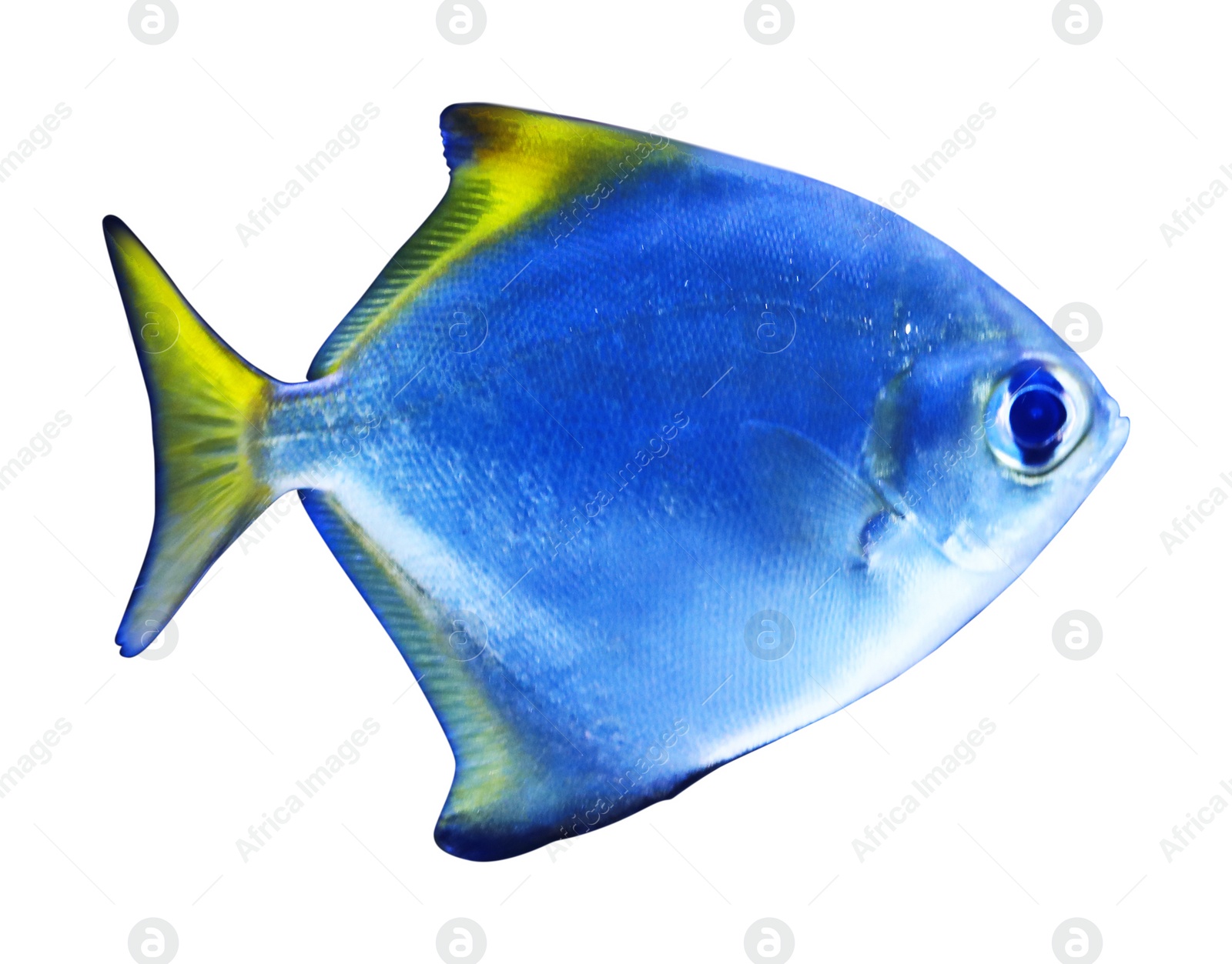 Beautiful silver moony fish on white background Image of Beautiful silver moony fish on white background