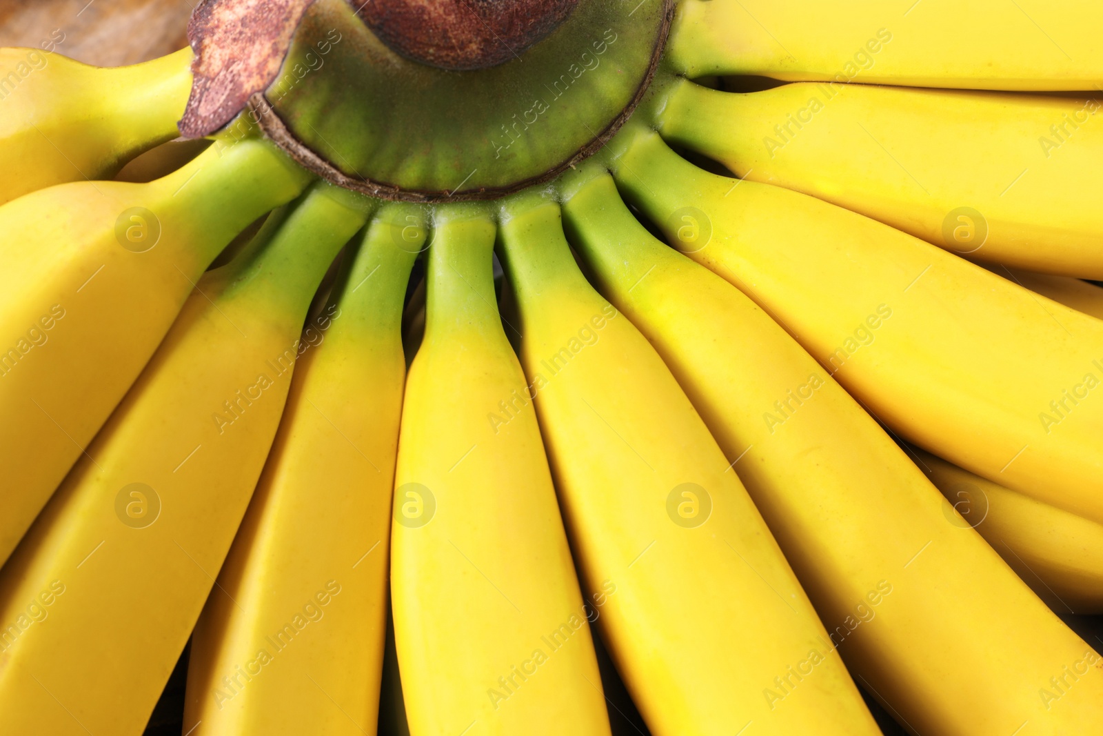 Bunch of tasty ripe baby bananas as background, closeup Photo of Bunch of tasty ripe baby bananas as background, closeup