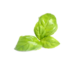 Fresh green basil leaves isolated on white Photo of Fresh green basil leaves isolated on white