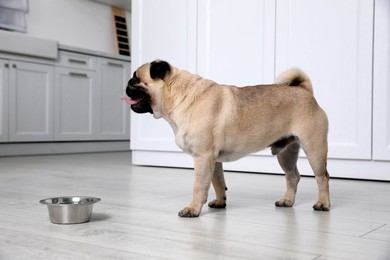 Cute pug dog suffering from heat stroke near bowl of water on floor at home Photo of Cute pug dog suffering from heat stroke near bowl of water on floor at home
