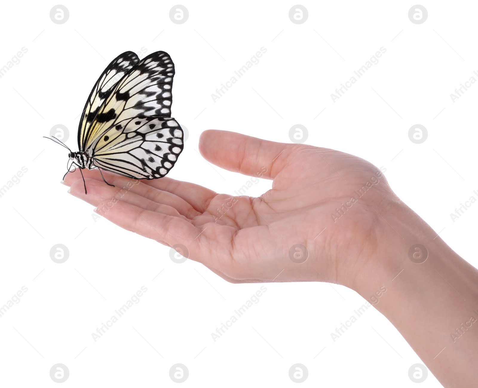 Woman holding beautiful rice paper butterfly on white background, closeup Photo of Woman holding beautiful rice paper butterfly on white background, closeup