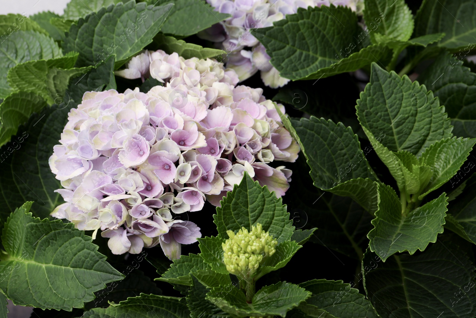 Photo of Beautiful hortensia plant with light flowers, closeup