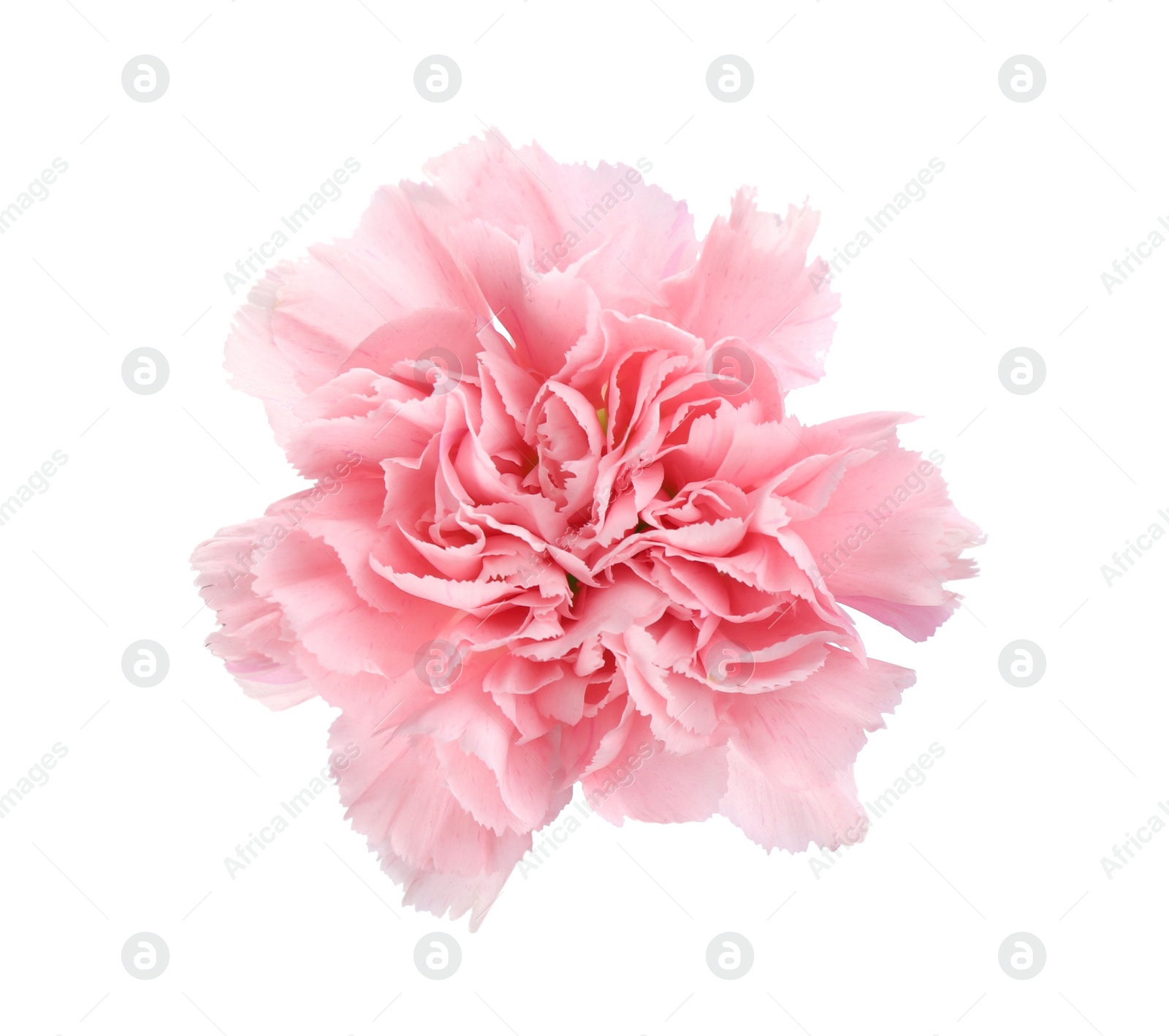 Photo of Beautiful fresh carnation flower on white background