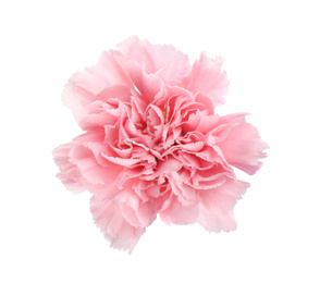 Photo of Beautiful fresh carnation flower on white background