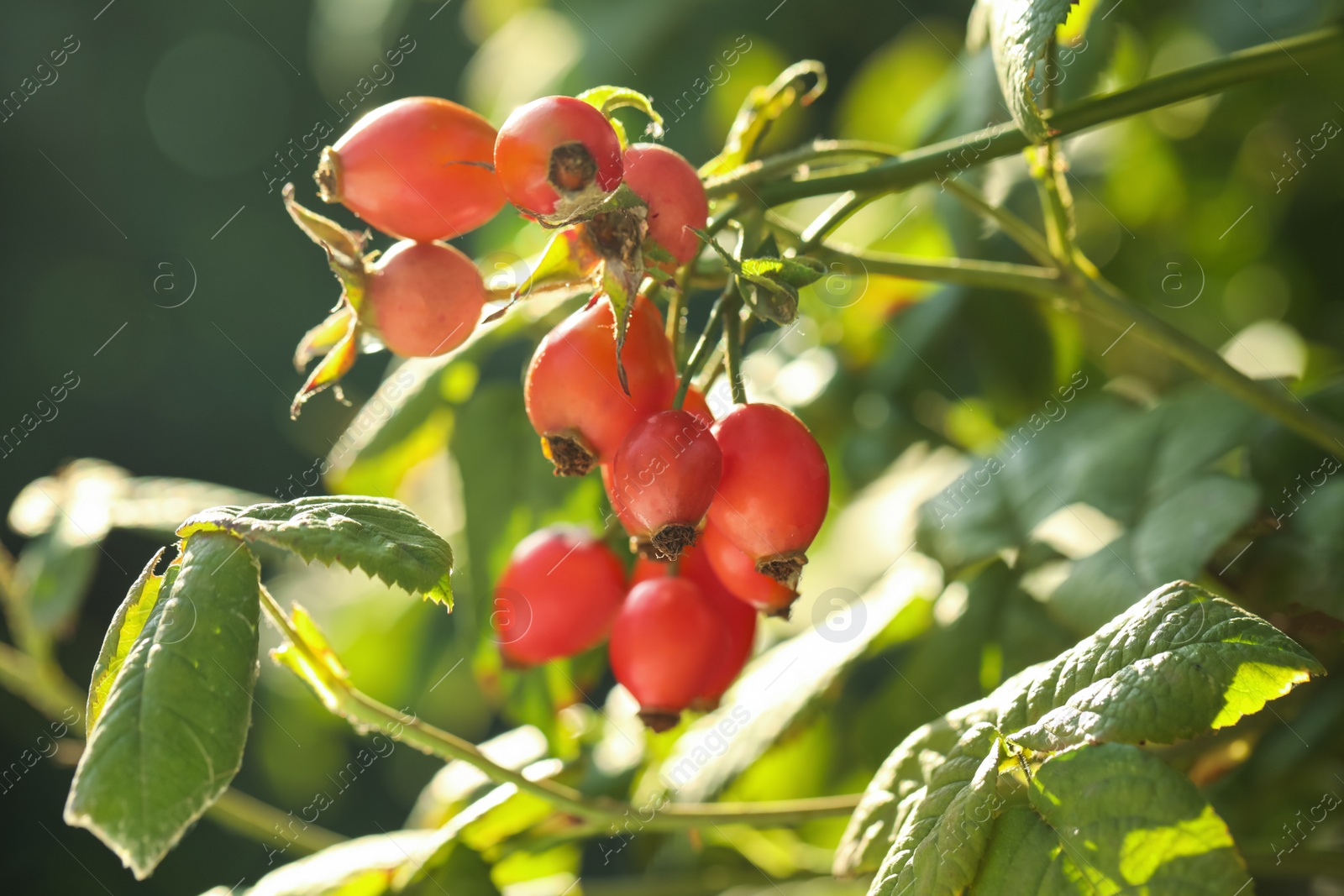 Photo of Rose hip bush with ripe red berries in garden, closeup