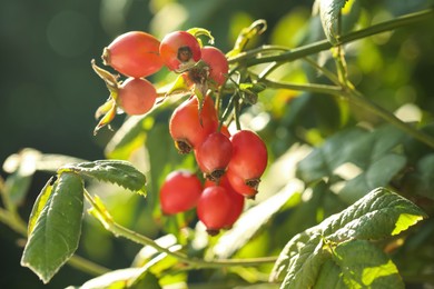 Rose hip bush with ripe red berries in garden, closeup Photo of Rose hip bush with ripe red berries in garden, closeup