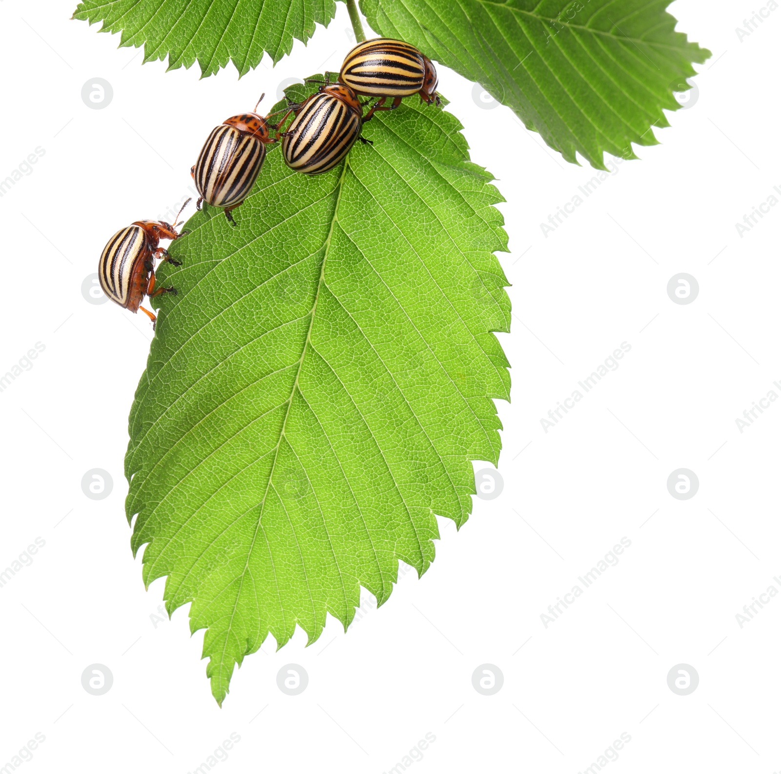 Many colorado potato beetles on green leaf against white background Photo of Many colorado potato beetles on green leaf against white background
