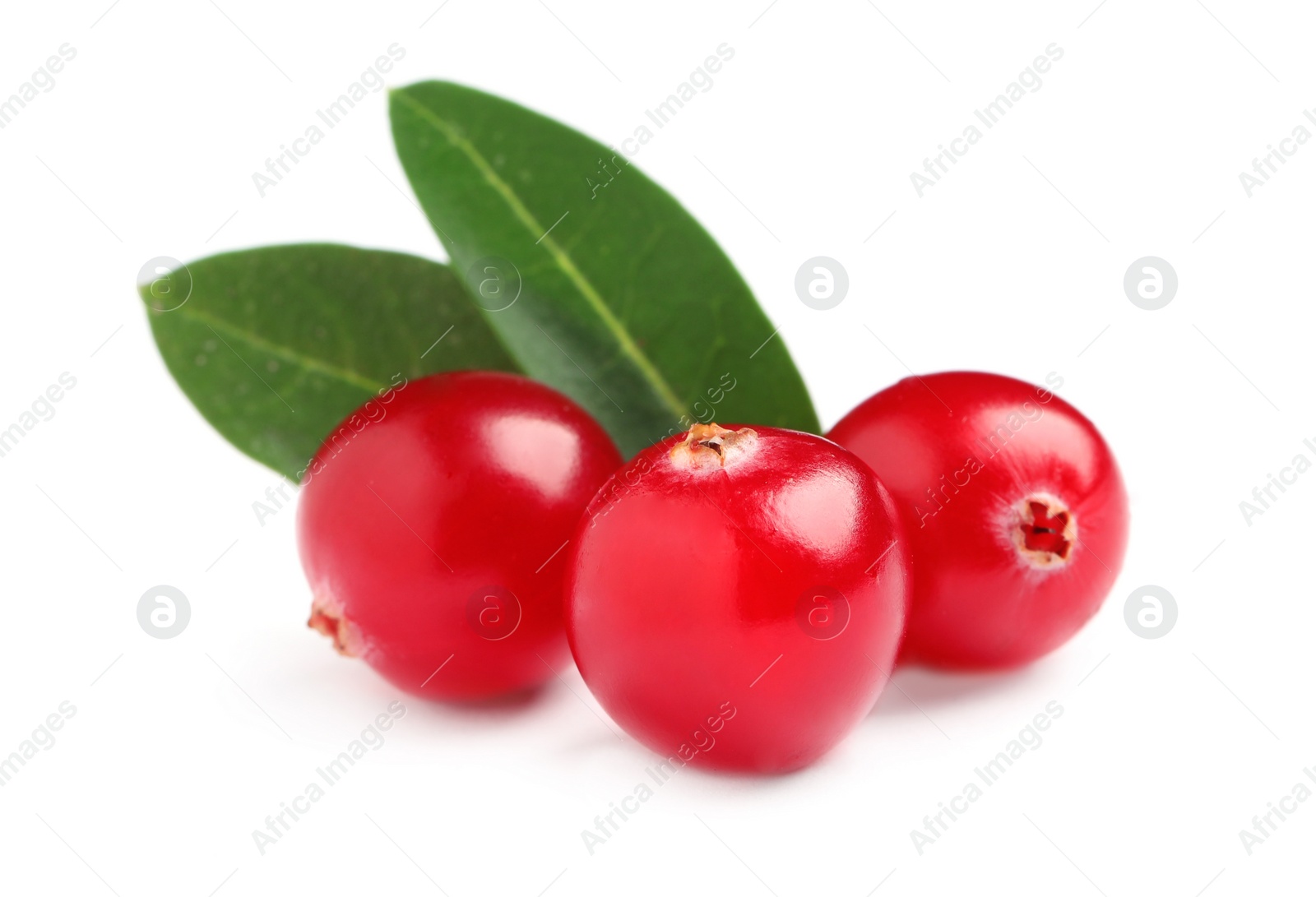 Fresh cranberries with green leaves on white background Photo of Fresh cranberries with green leaves on white background