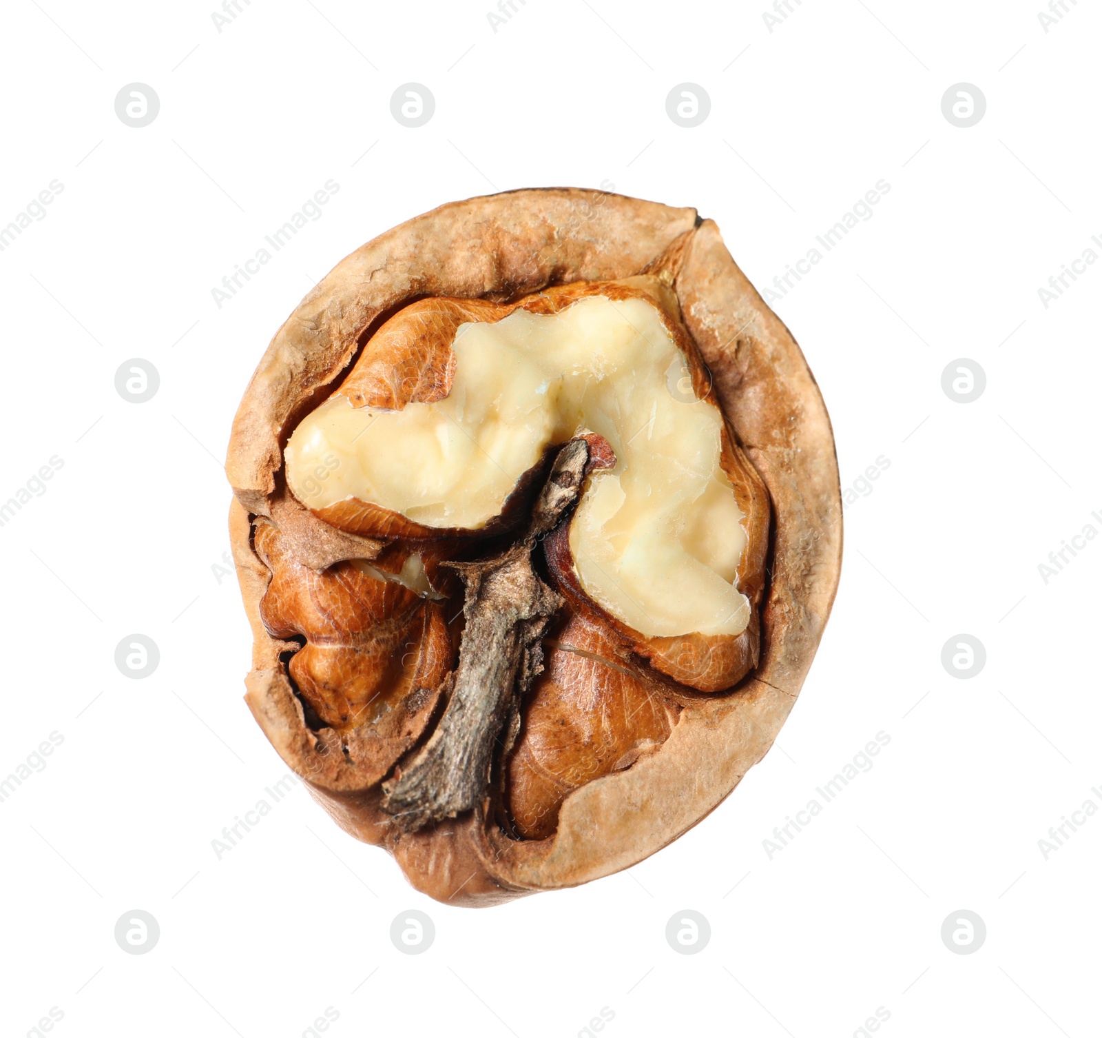 Piece of walnut in shell isolated on white Photo of Piece of walnut in shell isolated on white