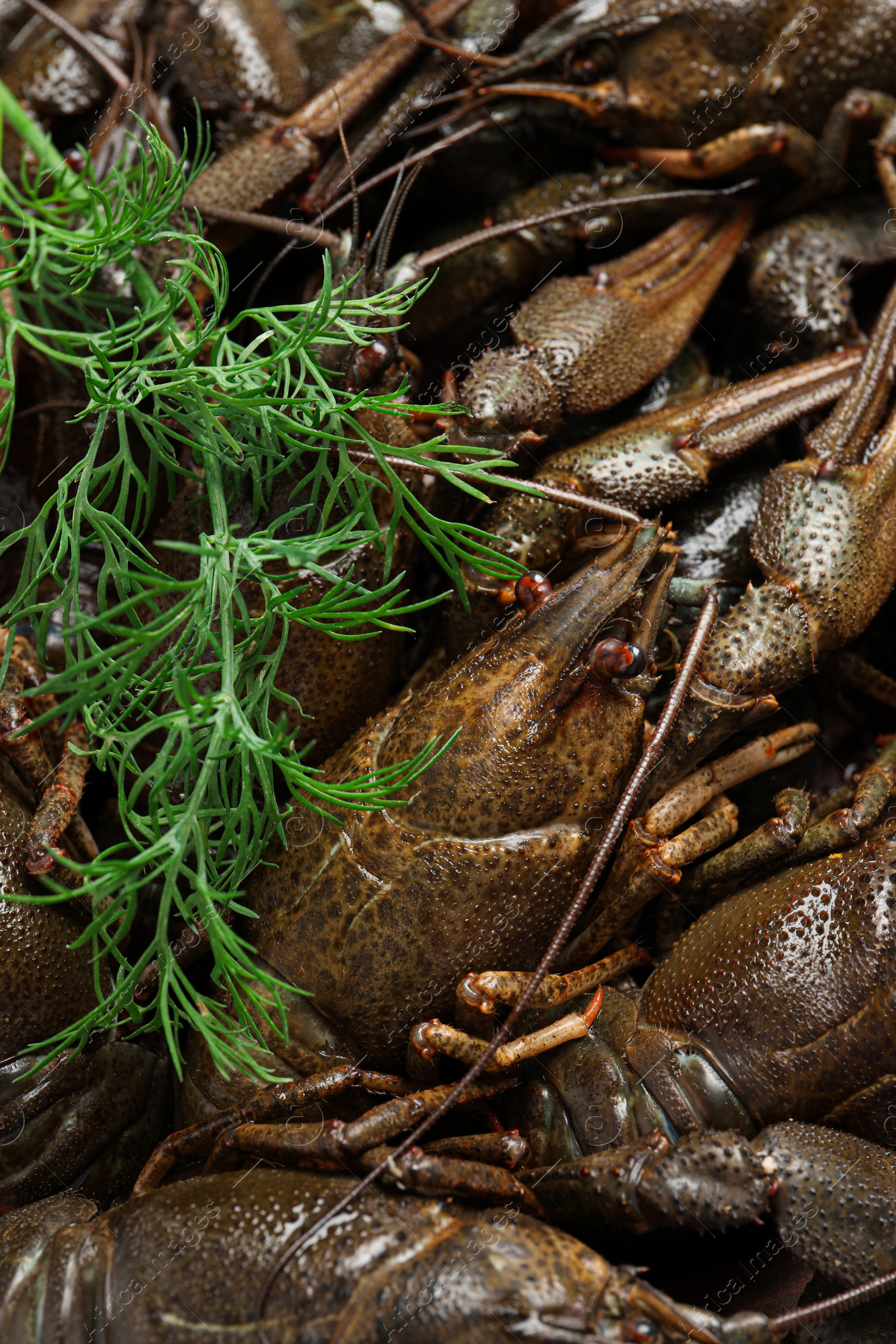 Heap of fresh raw crayfishes with dill as background, top view Photo of Heap of fresh raw crayfishes with dill as background, top view