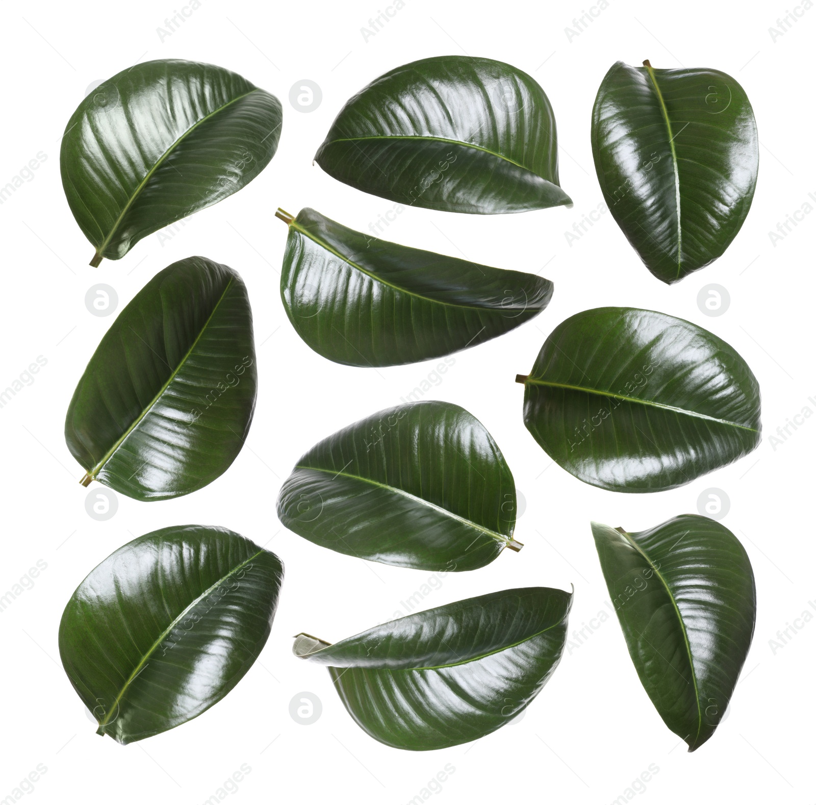 Beautiful fresh green leaves on white background, collage Image of Beautiful fresh green leaves on white background, collage