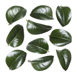 Image of Beautiful fresh green leaves on white background, collage