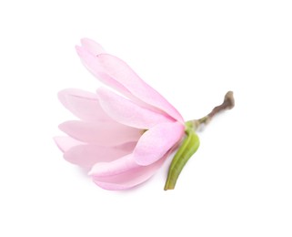 Beautiful pink magnolia flower isolated on white Photo of Beautiful pink magnolia flower isolated on white