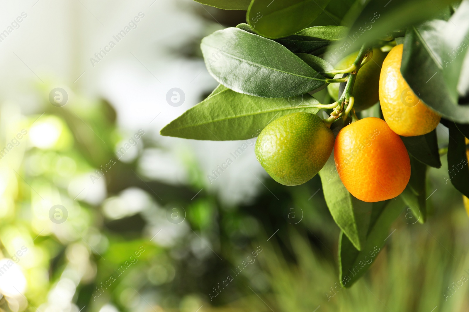 Kumquat tree with ripening fruits outdoors, closeup. Space for text Photo of Kumquat tree with ripening fruits outdoors, closeup. Space for text