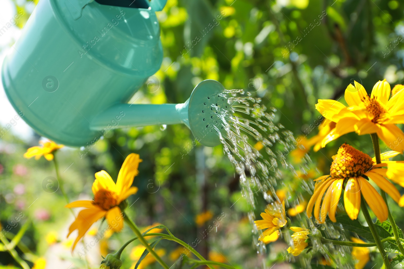 Sprinkling water onto flowers from watering can in beautiful garden, closeup Photo of Sprinkling water onto flowers from watering can in beautiful garden, closeup