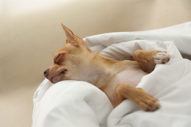 Cute Chihuahua dog sleeping under blanket at home Photo of Cute Chihuahua dog sleeping under blanket at home