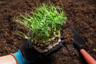 Woman holding fresh organic microgreen, closeup view Photo of Woman holding fresh organic microgreen, closeup view