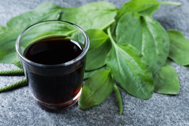 Glass of broadleaf plantain tincture on grey table Photo of Glass of broadleaf plantain tincture on grey table