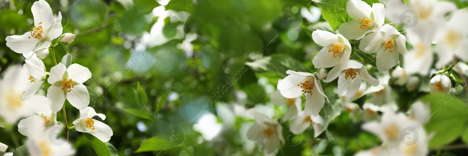 Beautiful white flowers of jasmine plant outdoors on sunny day, banner design. Bokeh effect Image of Beautiful white flowers of jasmine plant outdoors on sunny day, banner design. Bokeh effect