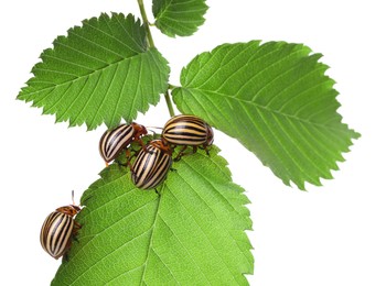 Many colorado potato beetles on green leaf against white background Photo of Many colorado potato beetles on green leaf against white background