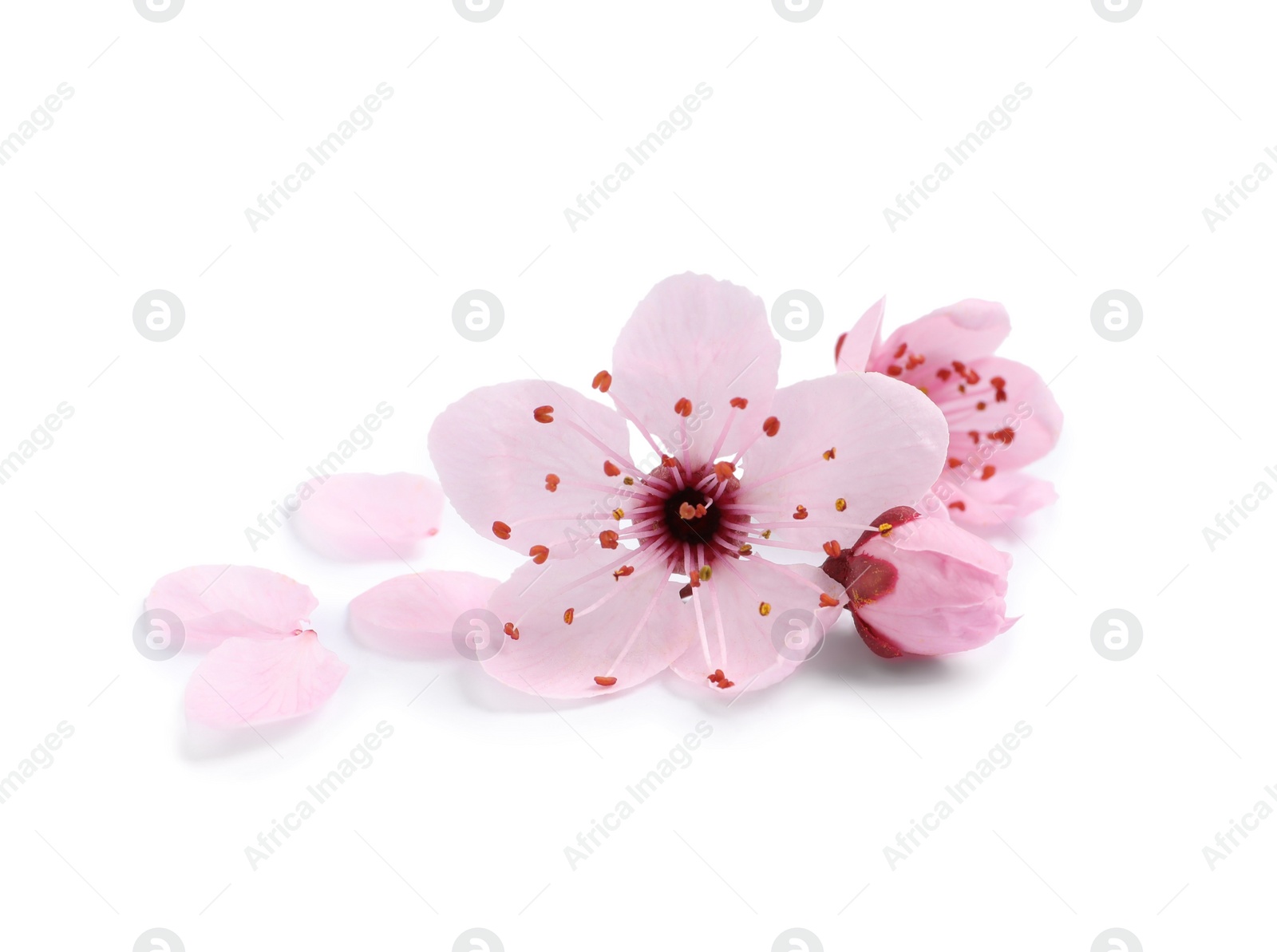 Beautiful pink cherry tree blossoms isolated on white Photo of Beautiful pink cherry tree blossoms isolated on white