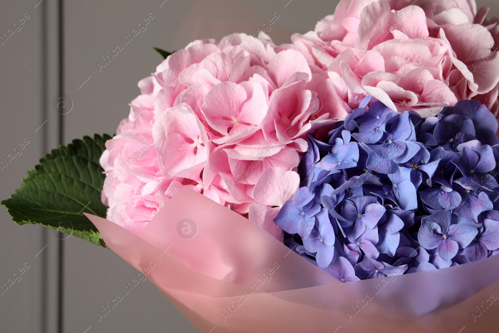 Bouquet of beautiful hortensia flowers near grey wall, closeup Photo of Bouquet of beautiful hortensia flowers near grey wall, closeup