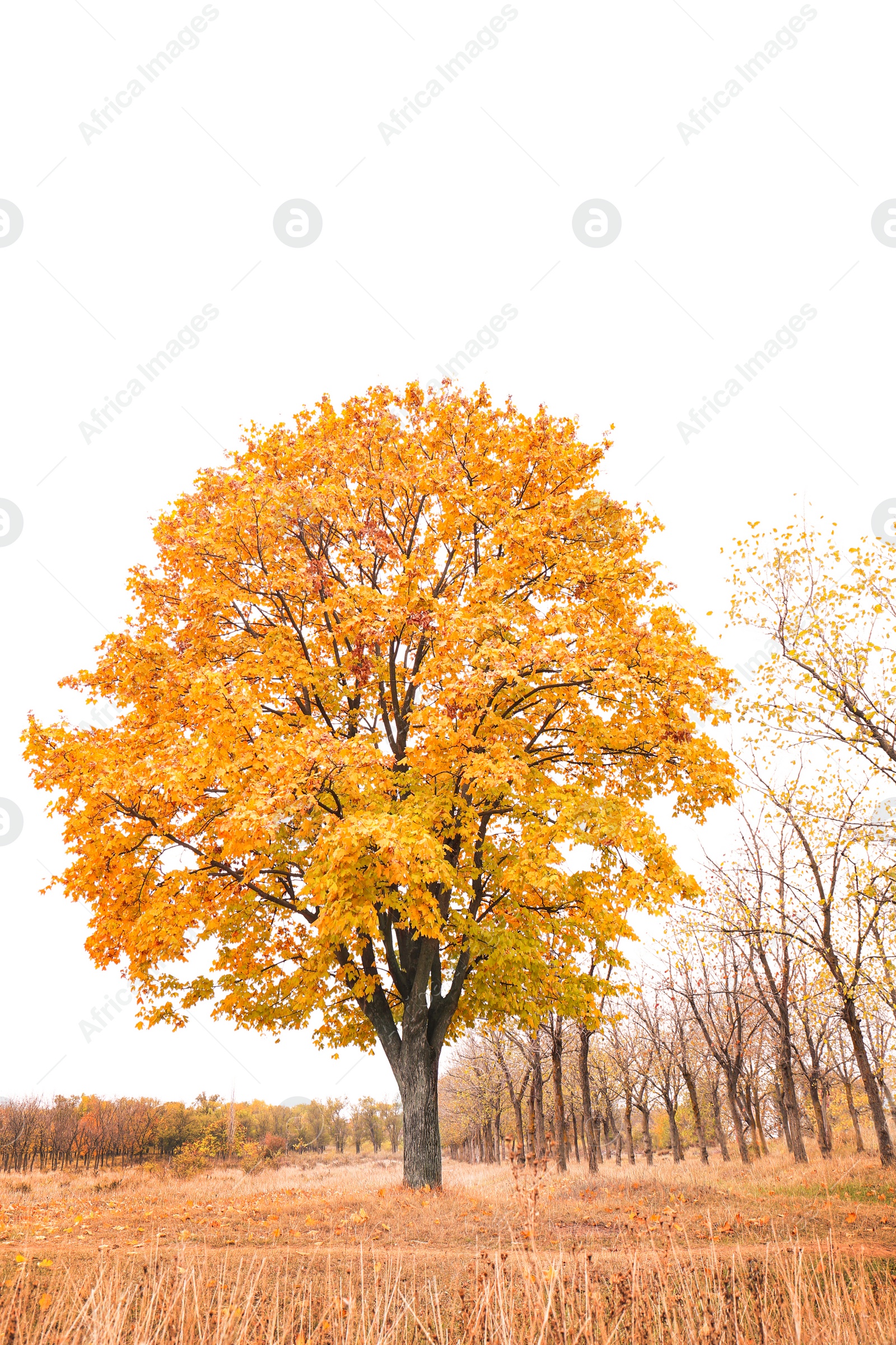 Beautiful view of meadow in autumn park Photo of Beautiful view of meadow in autumn park