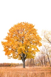 Beautiful view of meadow in autumn park Photo of Beautiful view of meadow in autumn park