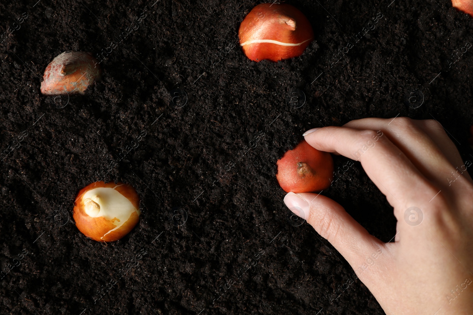 Woman planting tulip bulb into soil, top view Photo of Woman planting tulip bulb into soil, top view