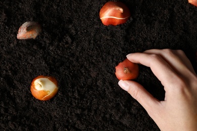 Woman planting tulip bulb into soil, top view Photo of Woman planting tulip bulb into soil, top view