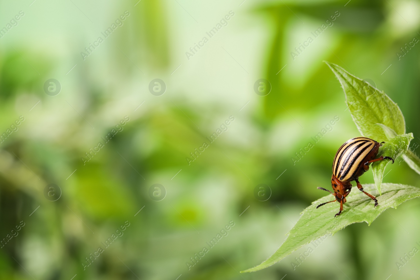 Photo of Colorado potato beetle on green plant against blurred background, closeup. Space for text