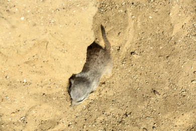 Cute meerkat at enclosure in zoo on sunny day Photo of Cute meerkat at enclosure in zoo on sunny day