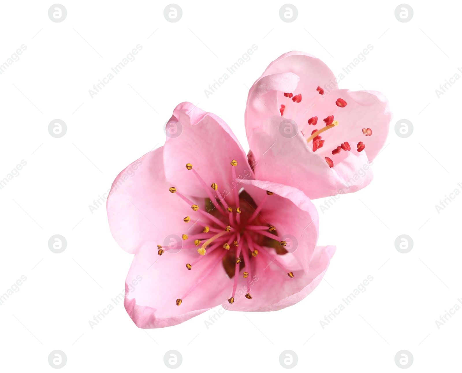 Beautiful sakura tree flowers on white background Photo of Beautiful sakura tree flowers on white background