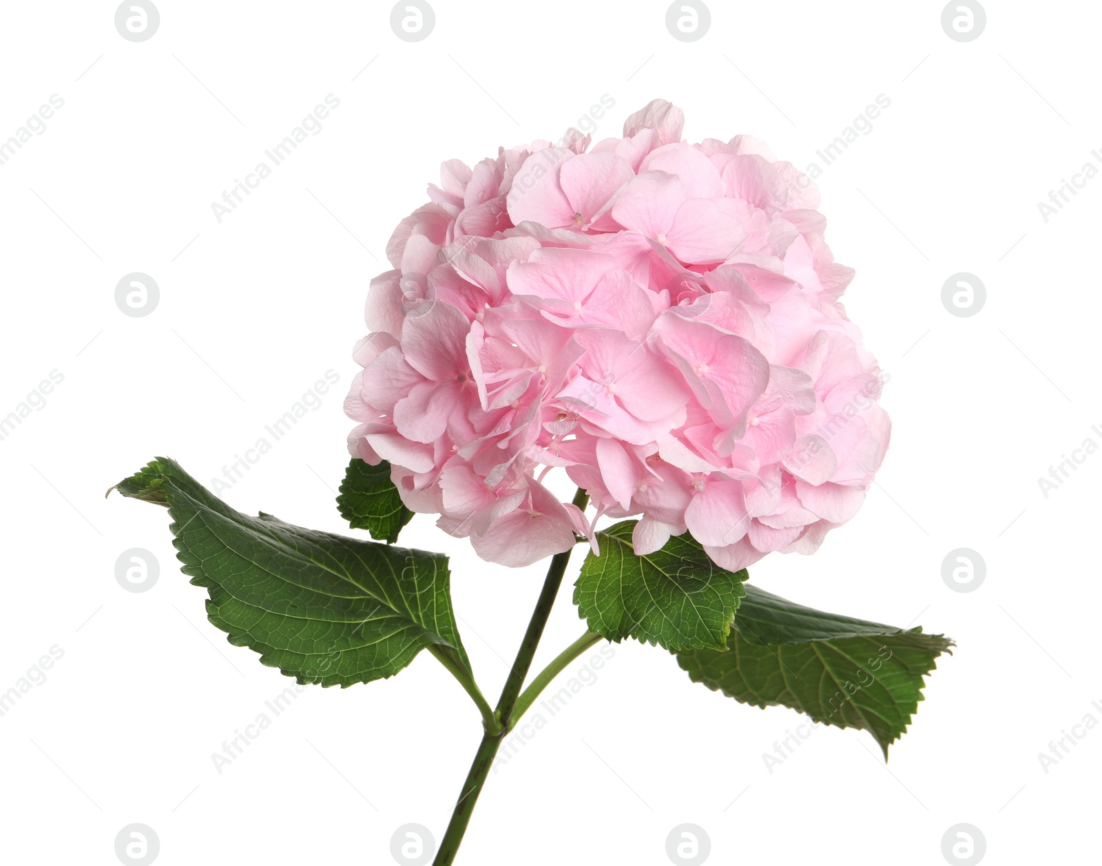 Branch of hortensia plant with delicate flowers on white background Photo of Branch of hortensia plant with delicate flowers on white background