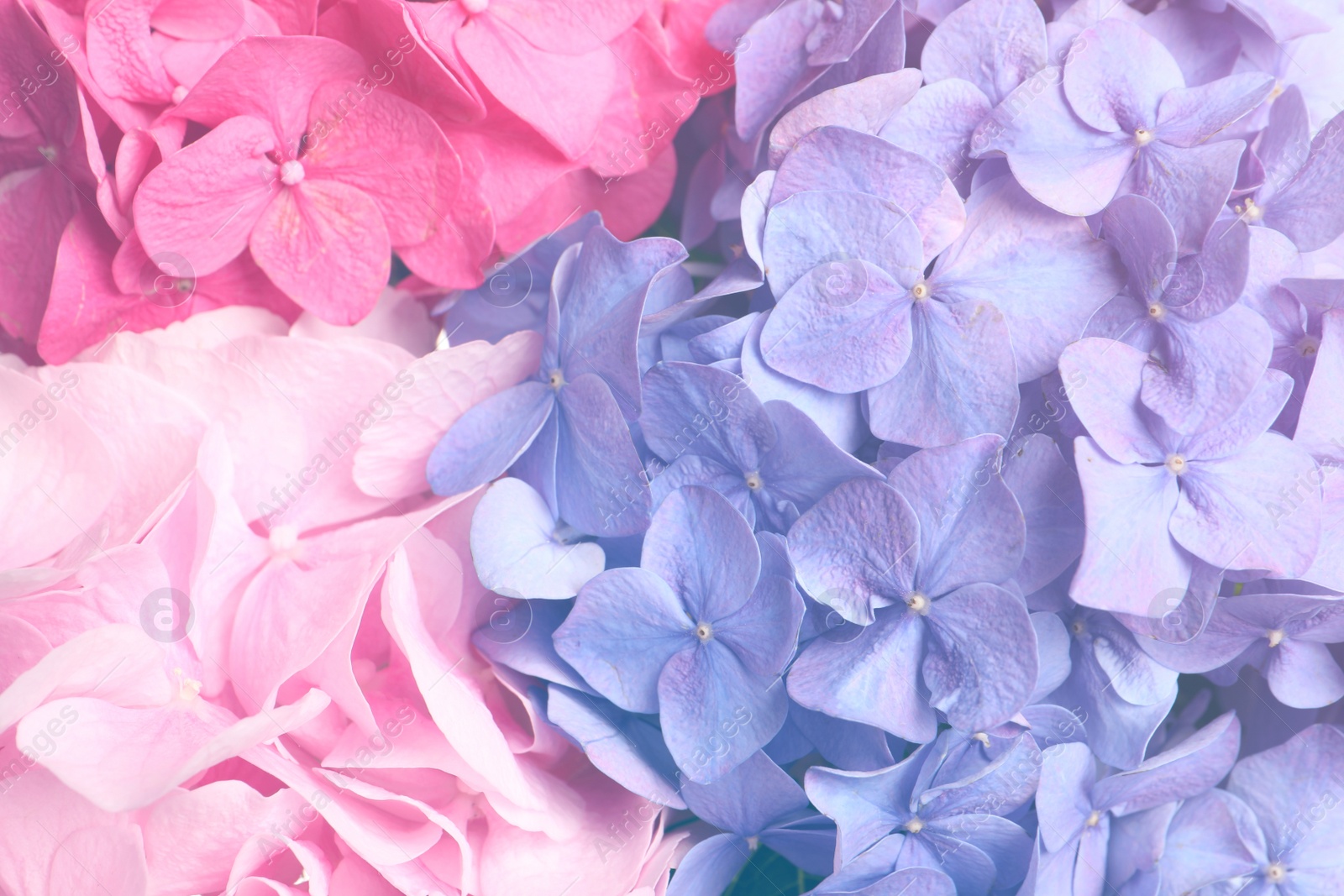 Different beautiful hortensia flowers as background, closeup Image of Different beautiful hortensia flowers as background, closeup