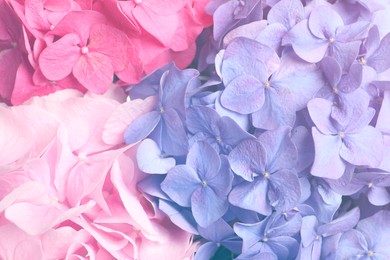 Image of Different beautiful hortensia flowers as background, closeup