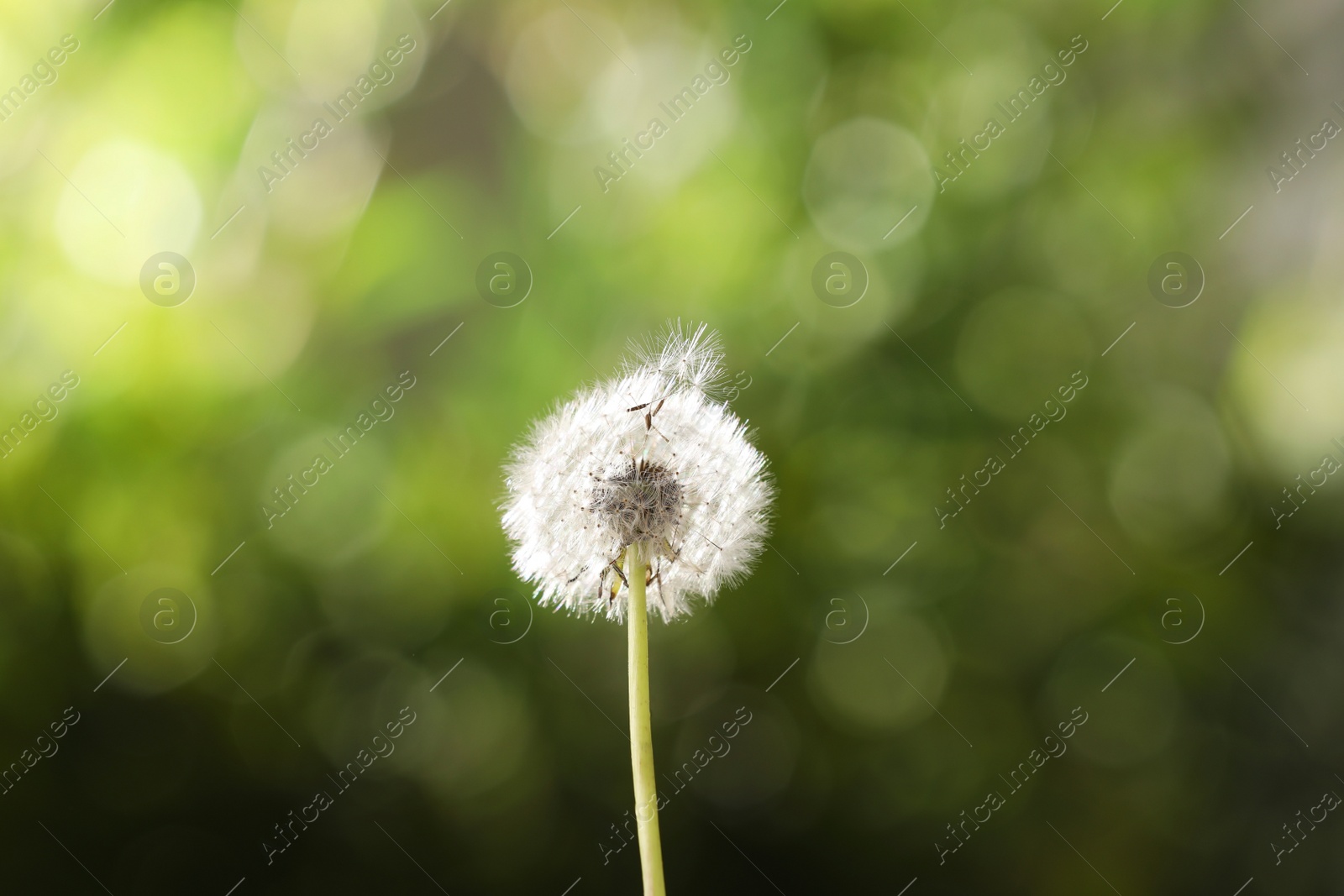 Beautiful dandelion flower on blurred green background Photo of Beautiful dandelion flower on blurred green background