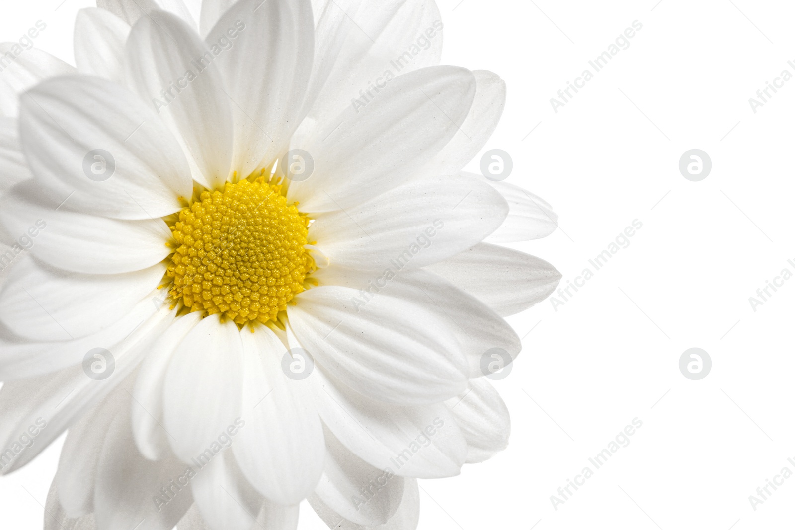 Beautiful chrysanthemum flower on white background Photo of Beautiful chrysanthemum flower on white background