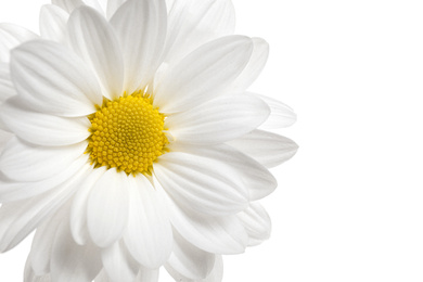 Beautiful chrysanthemum flower on white background Photo of Beautiful chrysanthemum flower on white background