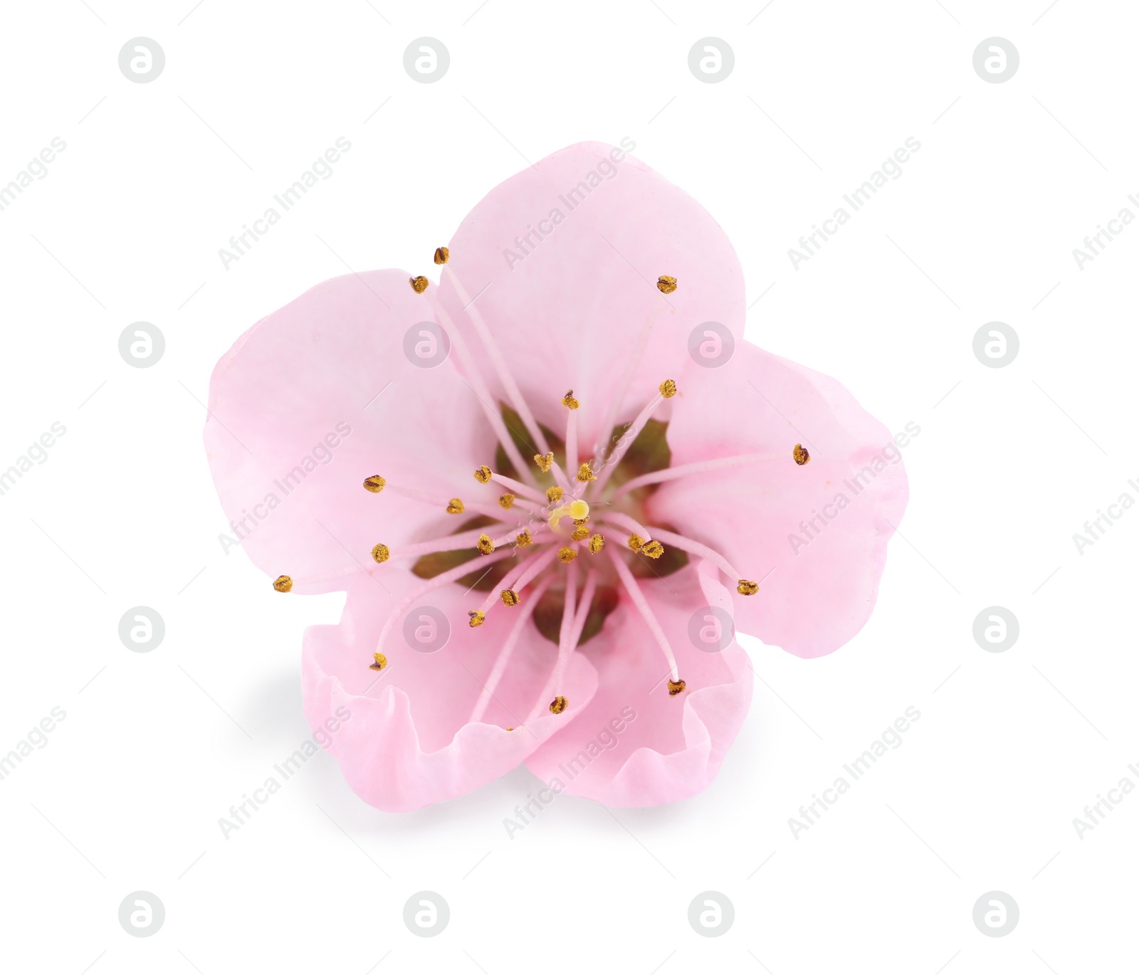 Beautiful sakura tree flower isolated on white Photo of Beautiful sakura tree flower isolated on white