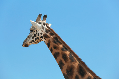 Closeup view of Rothschild giraffe against blue sky Photo of Closeup view of Rothschild giraffe against blue sky